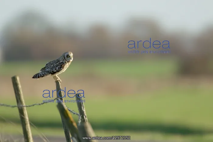 : Short-eared Owl - on post : Short-eared Owl - on post