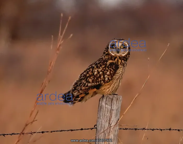 : Short eared owl resting on fence post : Short eared owl resting on fence post
