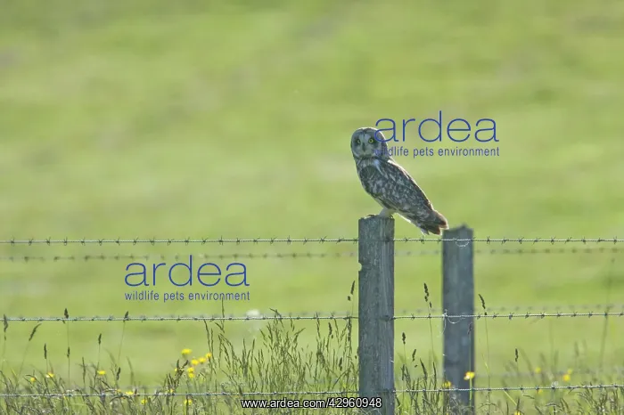 : Short-eared Owl - Resting on post during the day : Short-eared Owl - Resting on post during the day