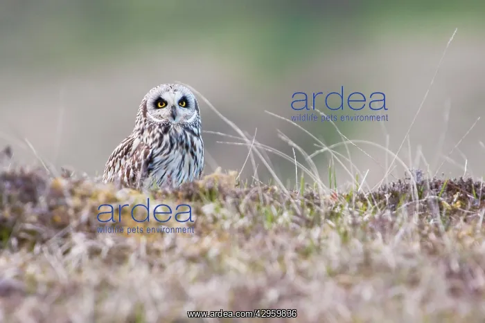 : Short-eared owl - Single adult perching on moorland : Short-eared owl - Single adult perching on moorland