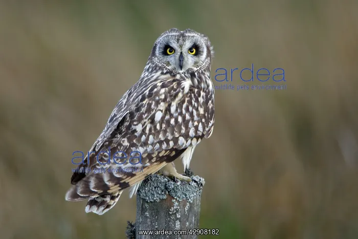 : Short-Eared Owl - Sitting on moorland fence post : Short-Eared Owl - Sitting on moorland fence post