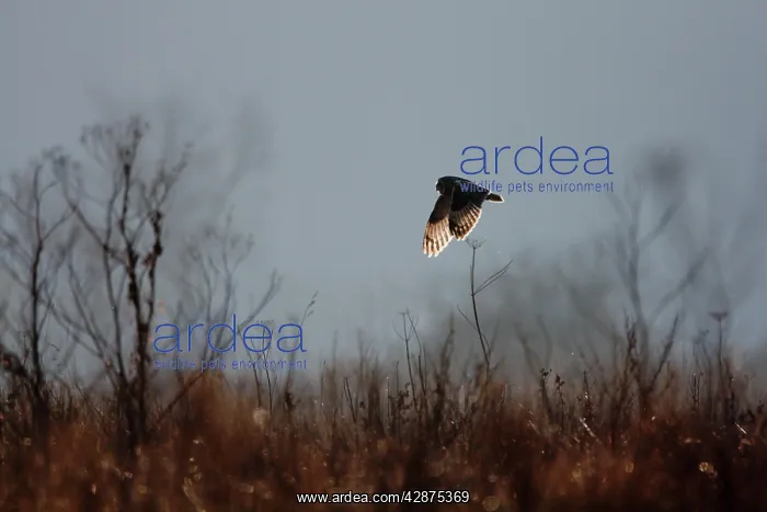 : Short-eared Owl - In winter, back-lit, hunting : Short-eared Owl - In winter, back-lit, hunting