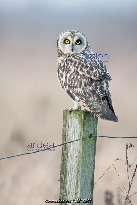 : Short-eared Owl - In winter perched on fence post : Short-eared Owl - In winter perched on fence post