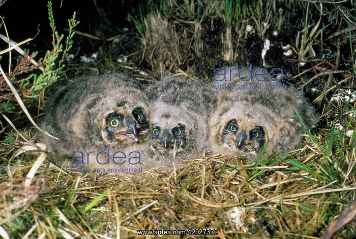 : Short-eared Owl - young in nest : Short-eared Owl - young in nest