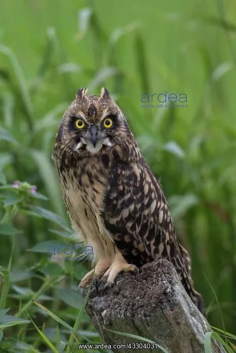 : Short-eared Owl - young owl perhed on a post - Germany : Short-eared Owl - young owl perhed on a post - Germany
