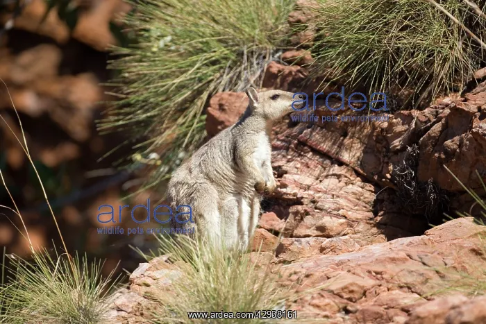 : Short-eared Rock Wallaby : Short-eared Rock Wallaby