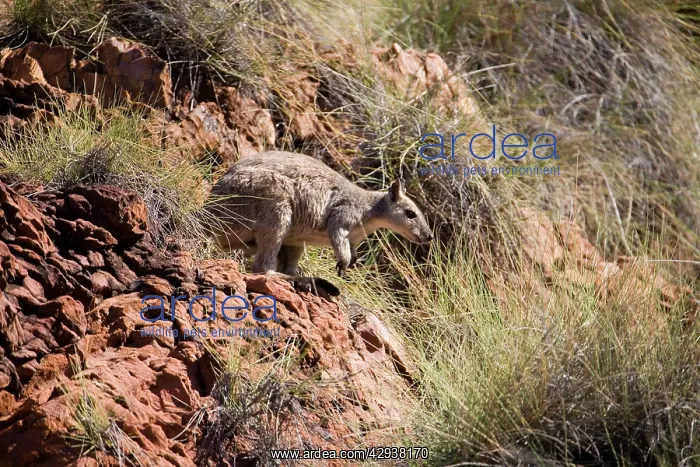 : Short-eared Rock Wallaby : Short-eared Rock Wallaby