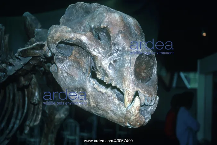 : Short-faced Bear : Short-faced Bear