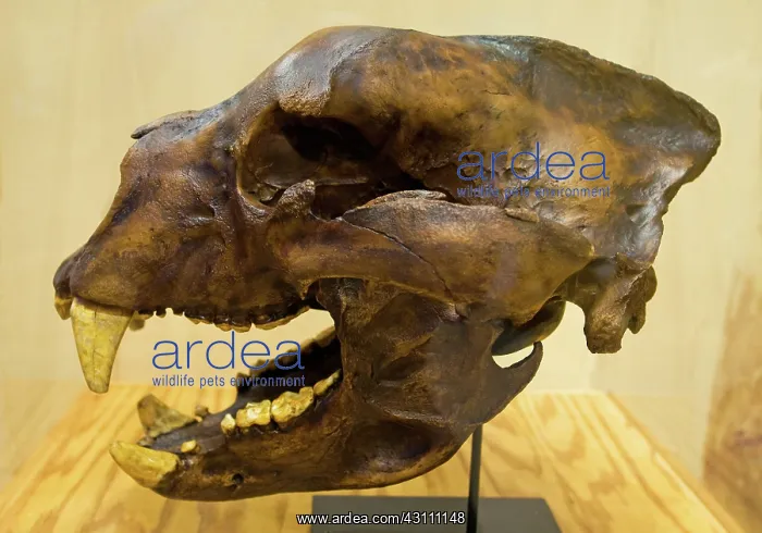 : Short Faced Bear Skull : Short Faced Bear Skull