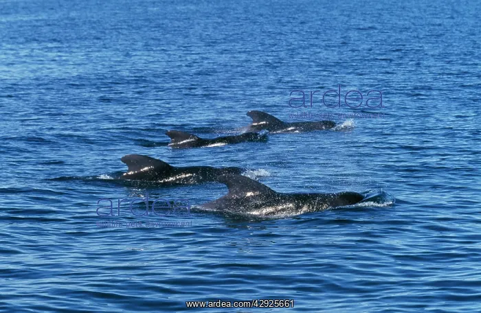 : Short-finned Pilot Whale : Short-finned Pilot Whale