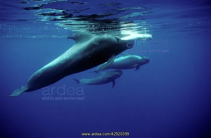 : Short-finned Pilot Whale - Pod, carrying and guarding : Short-finned Pilot Whale - Pod, carrying and guarding