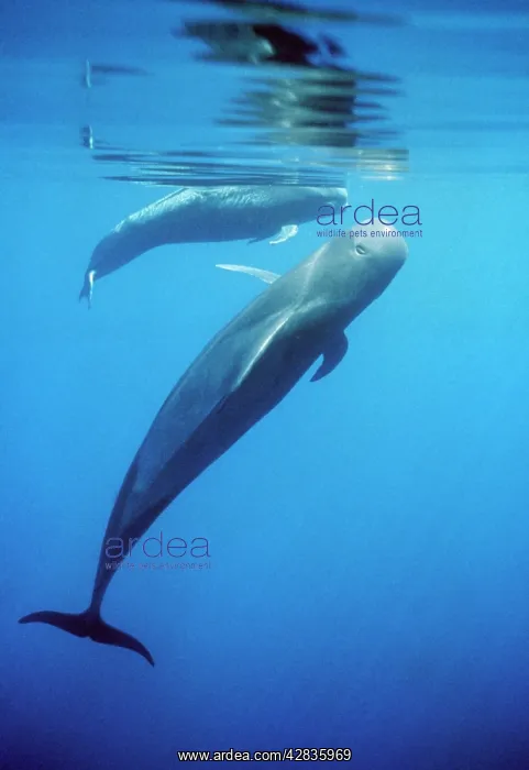 : Short-finned PILOT WHALE - two, one 'uprightI with : Short-finned PILOT WHALE - two, one 'uprightI with