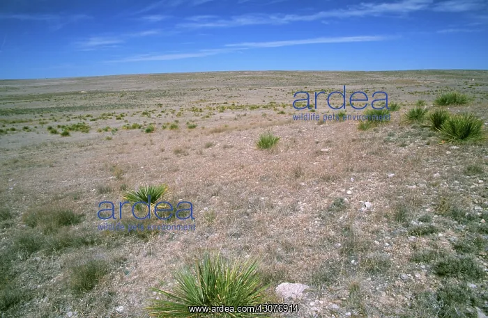  : Short grass prairie, Kansas