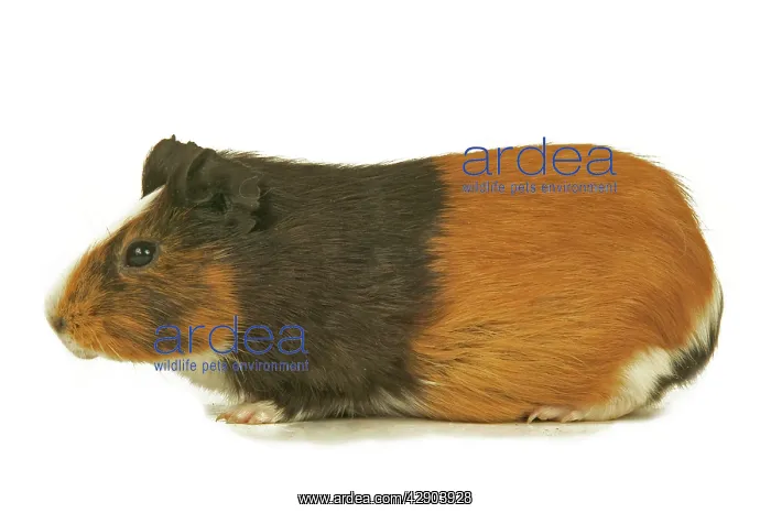  : Short-Haired Guinea Pig