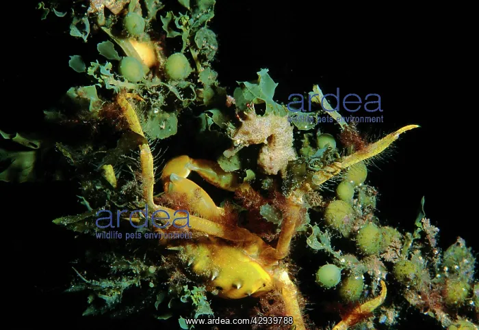 : Short-head seahorse with a Decorator or Spider : Short-head seahorse with a Decorator or Spider
