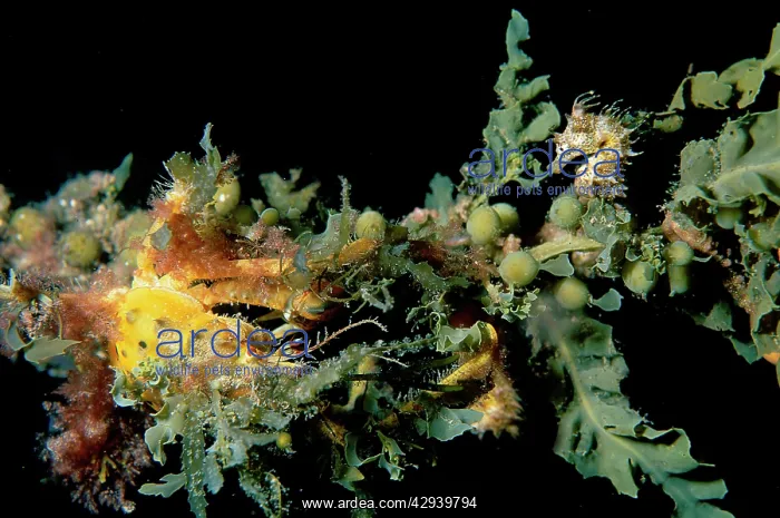 : Short-head seahorse with a Decorator or Spider : Short-head seahorse with a Decorator or Spider