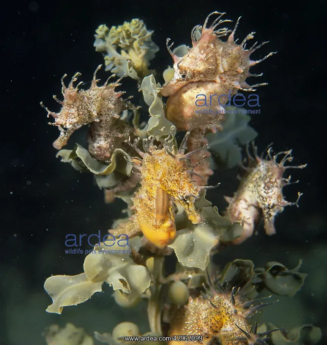 : Short head seahorse - group on seaweed : Short head seahorse - group on seaweed