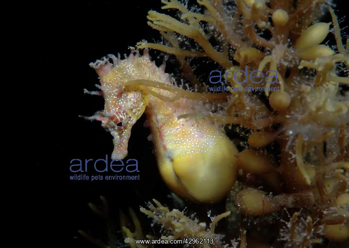 : Short-head seahorse - pregnant male : Short-head seahorse - pregnant male