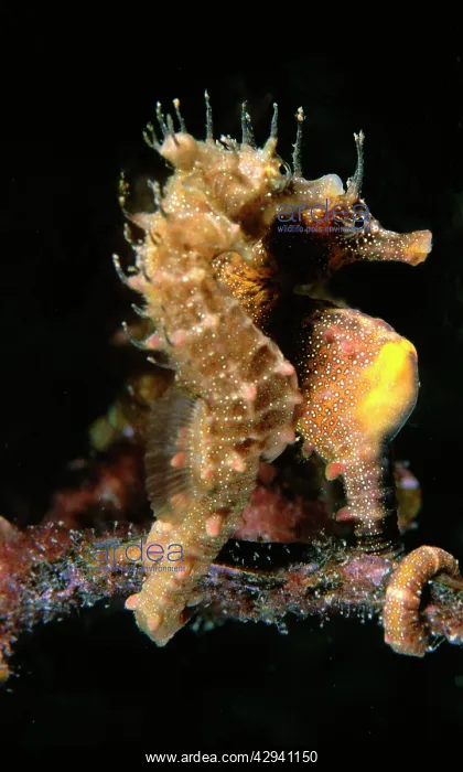 : Short-head Seahorses - pair : Short-head Seahorses - pair