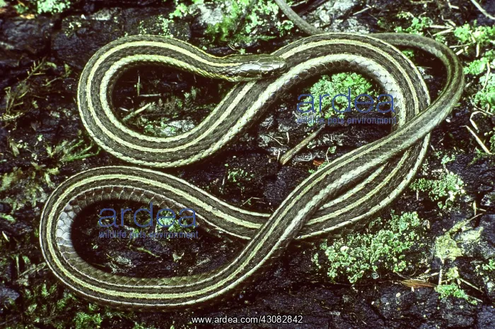 : Short-headed Garter Snake : Short-headed Garter Snake