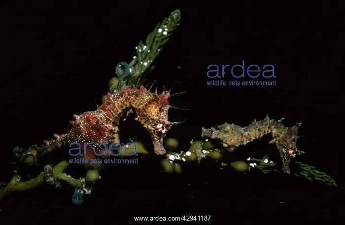 : Short-headed Seahorses - courting pair (male on left) : Short-headed Seahorses - courting pair (male on left)