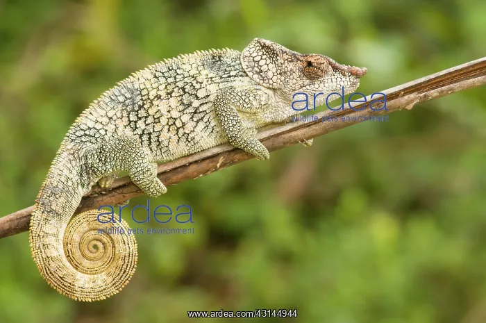 : Short-horned Chameleon : Short-horned Chameleon