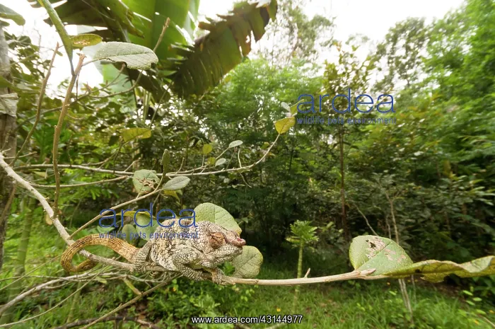 : Short-horned Chameleon : Short-horned Chameleon
