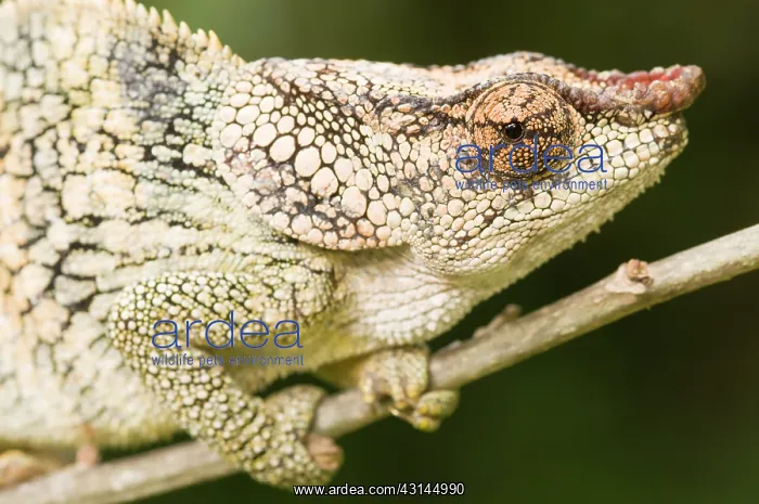 : Short-horned Chameleon : Short-horned Chameleon