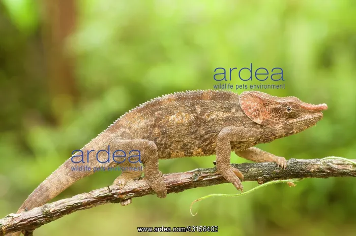 : Short-horned Chameleon : Short-horned Chameleon