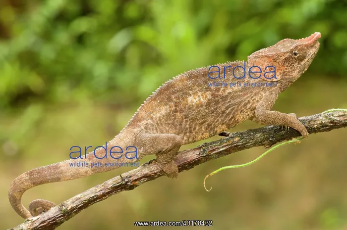 : Short-horned Chameleon : Short-horned Chameleon