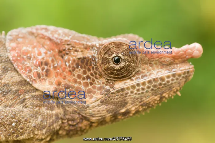 : Short-horned Chameleon : Short-horned Chameleon