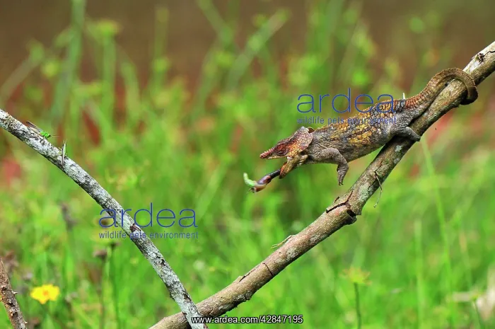 : Short-horned Chameleon / Elephant-eared Chameleon : Short-horned Chameleon / Elephant-eared Chameleon