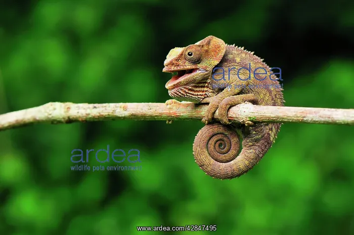 : Short-horned Chameleon / Elephant-eared Chameleon : Short-horned Chameleon / Elephant-eared Chameleon
