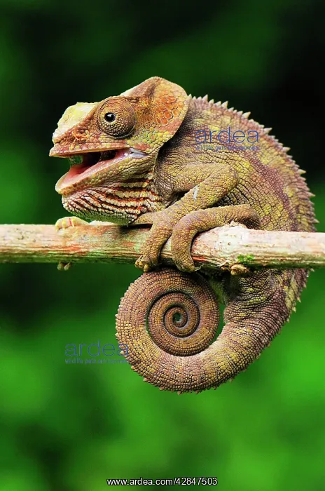 : Short-horned Chameleon / Elephant-eared Chameleon : Short-horned Chameleon / Elephant-eared Chameleon
