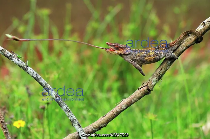 : Short-horned Chameleon / Elephant-eared Chameleon : Short-horned Chameleon / Elephant-eared Chameleon