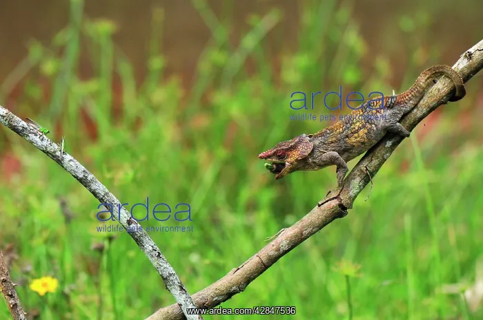 : Short-horned Chameleon / Elephant-eared Chameleon : Short-horned Chameleon / Elephant-eared Chameleon