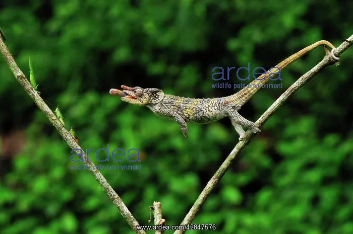 : Short-horned Chameleon / Elephant-eared Chameleon : Short-horned Chameleon / Elephant-eared Chameleon