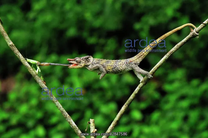 : Short-horned Chameleon / Elephant-eared Chameleon : Short-horned Chameleon / Elephant-eared Chameleon