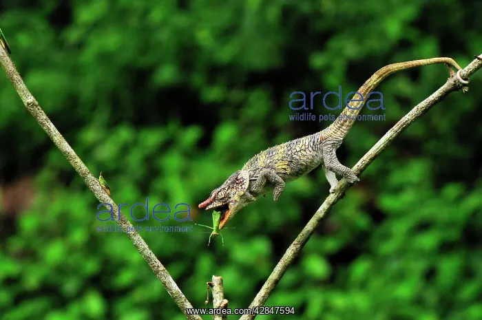 : Short-horned Chameleon / Elephant-eared Chameleon : Short-horned Chameleon / Elephant-eared Chameleon