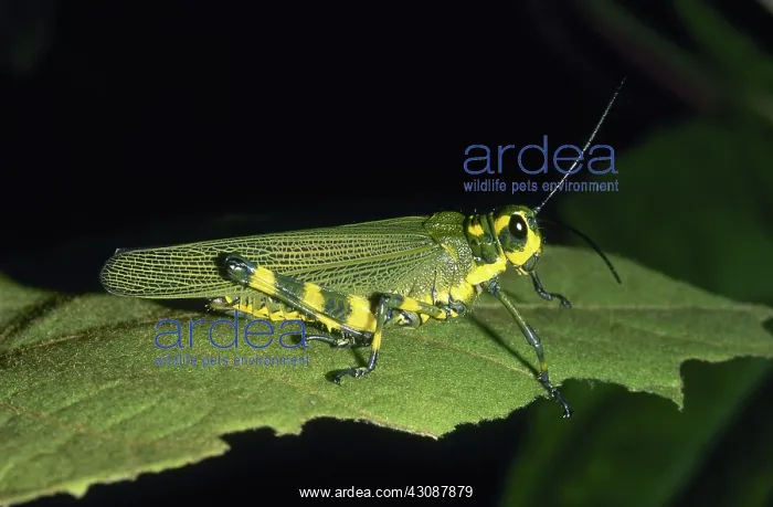 : Short-horned Grasshopper : Short-horned Grasshopper