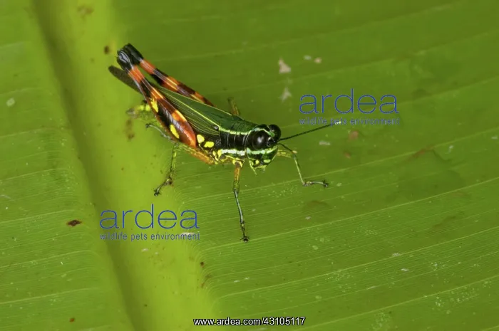 : Short-horned Grasshopper : Short-horned Grasshopper