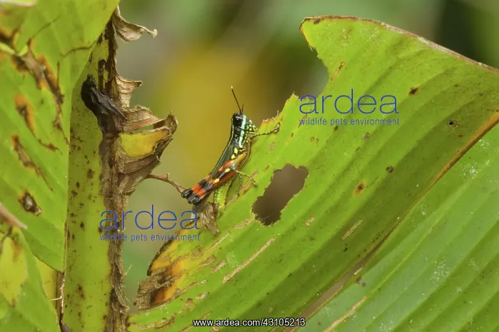 : Short-horned Grasshopper : Short-horned Grasshopper