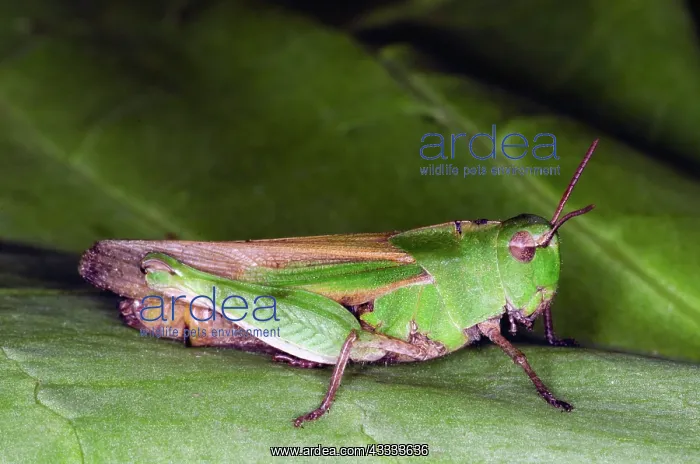 : Short-horned Grasshopper : Short-horned Grasshopper