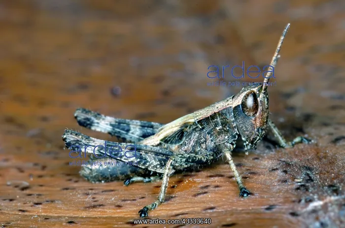 : Short-horned Grasshopper : Short-horned Grasshopper