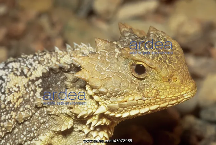 : Short-horned Lizard : Short-horned Lizard