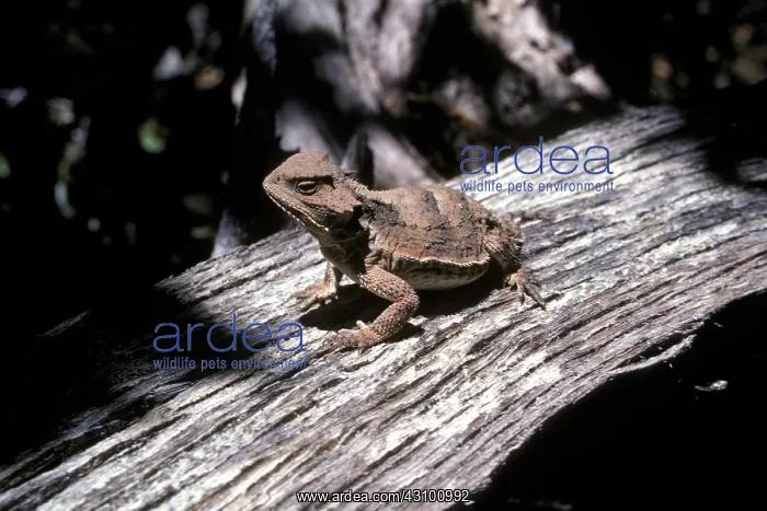 : Short-Horned Lizard : Short-Horned Lizard