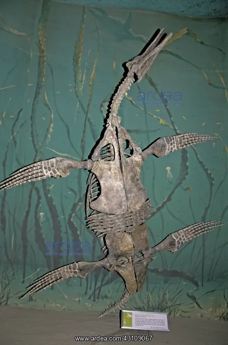 : Short-necked Plesiosaur : Short-necked Plesiosaur