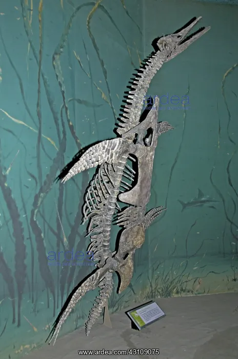 : Short-necked Plesiosaur : Short-necked Plesiosaur
