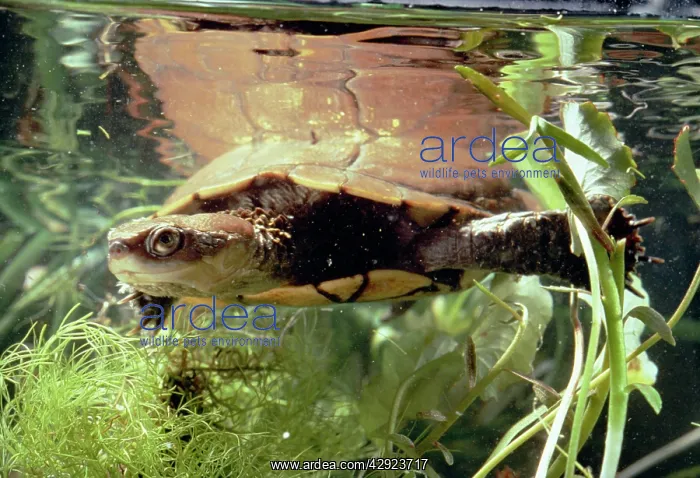 : Short-necked Swamp TURTLE - swimming underwater : Short-necked Swamp TURTLE - swimming underwater