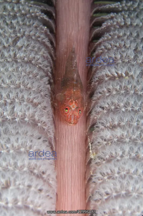 : Short-nose Goby - on Sea Pen (Virgularia sp, Virgulariidae : Short-nose Goby - on Sea Pen (Virgularia sp, Virgulariidae